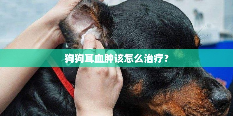 狗狗耳血肿该怎么治疗？