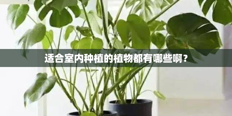 适合室内种植的植物都有哪些啊？