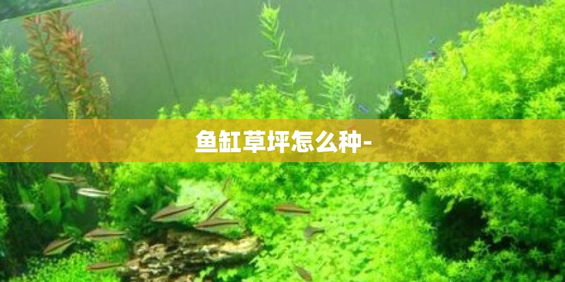 鱼缸草坪怎么种-
