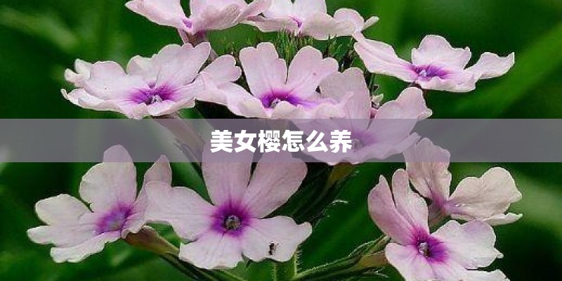 美女樱怎么养