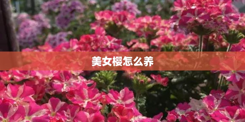 美女樱怎么养