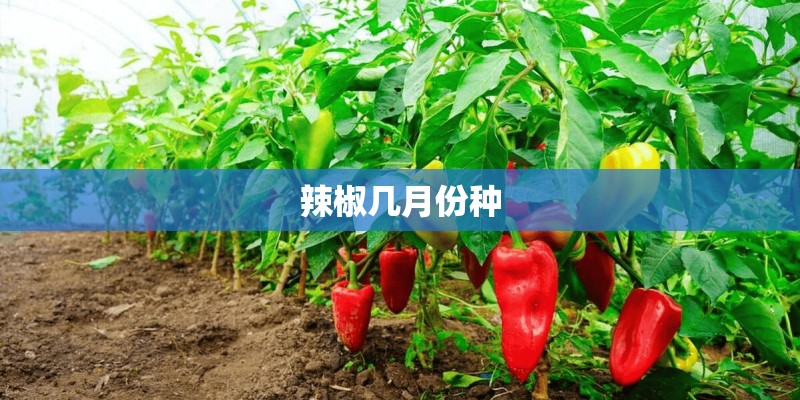 辣椒几月份种