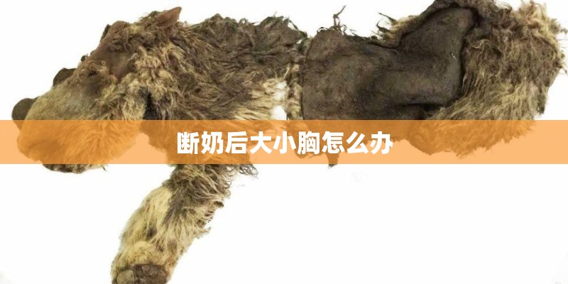 断奶后大小胸怎么办