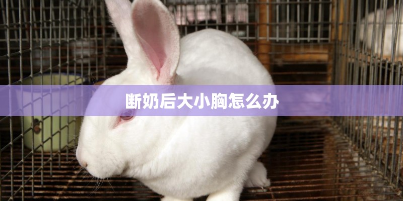 断奶后大小胸怎么办