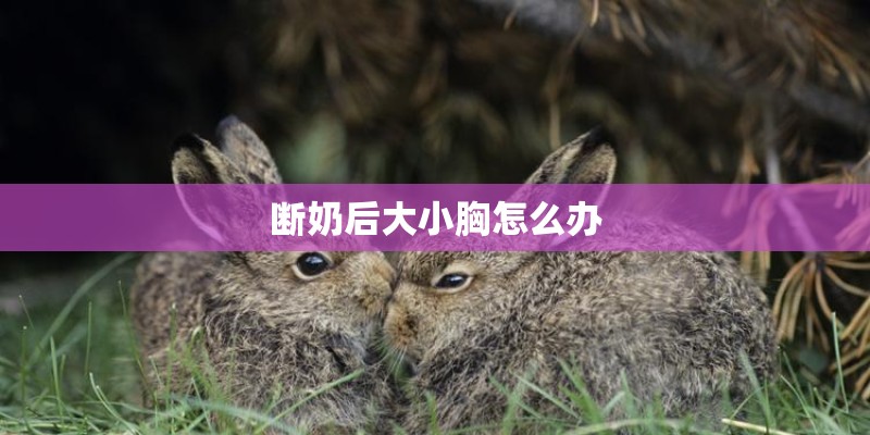 断奶后大小胸怎么办