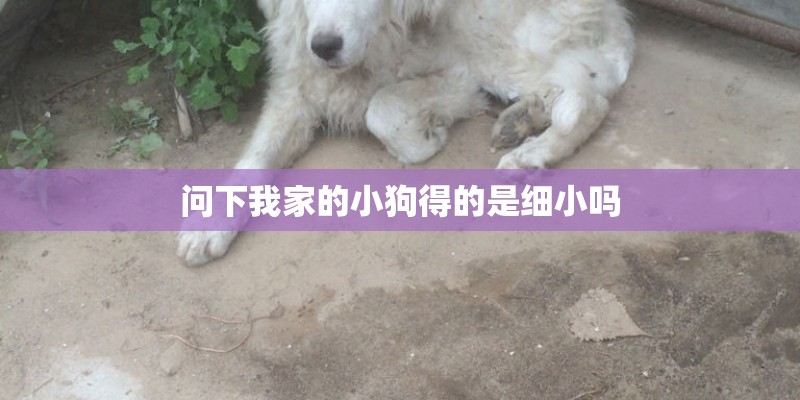 问下我家的小狗得的是细小吗