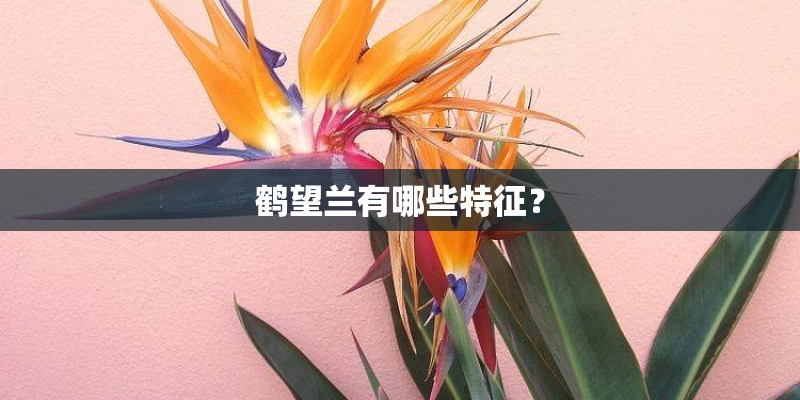 鹤望兰有哪些特征？