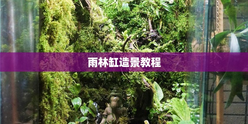 雨林缸造景教程
