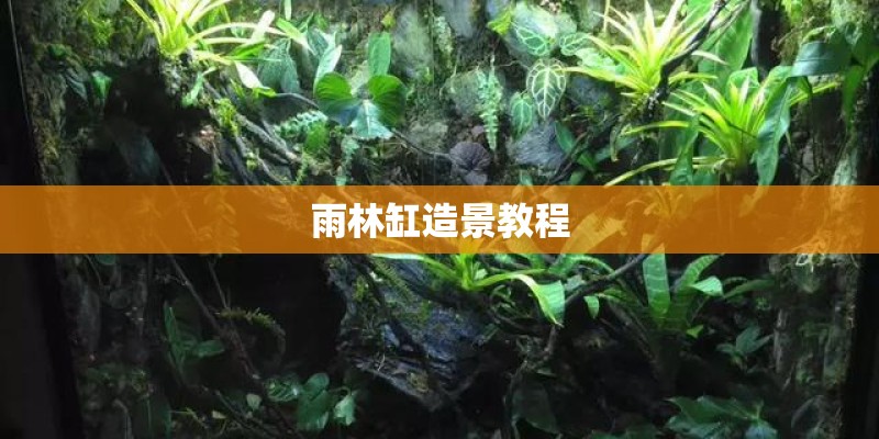 雨林缸造景教程