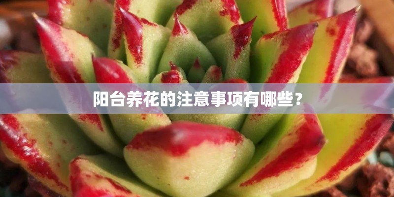 阳台养花的注意事项有哪些？