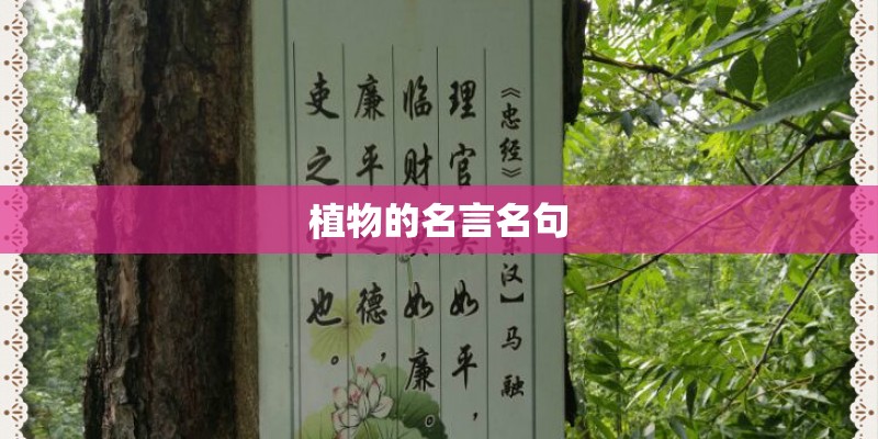 植物的名言名句 植物的名言名句