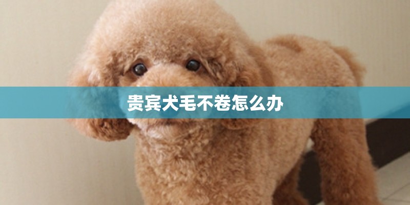 贵宾犬毛不卷怎么办