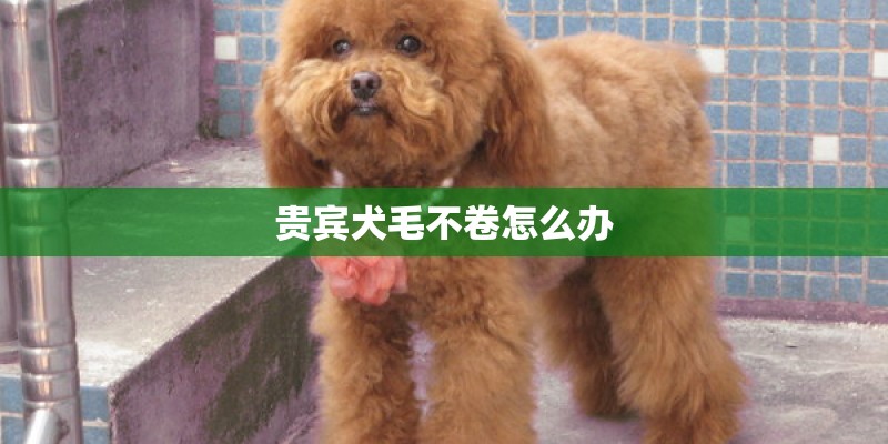 贵宾犬毛不卷怎么办