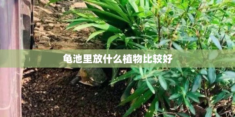 龟池里放什么植物比较好