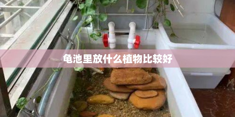 龟池里放什么植物比较好
