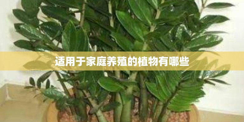 大樱桃育苗市场前景怎么样？_1