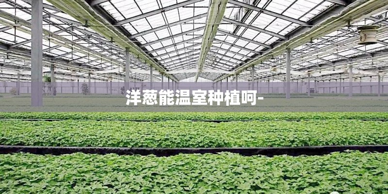 洋葱能温室种植呵-