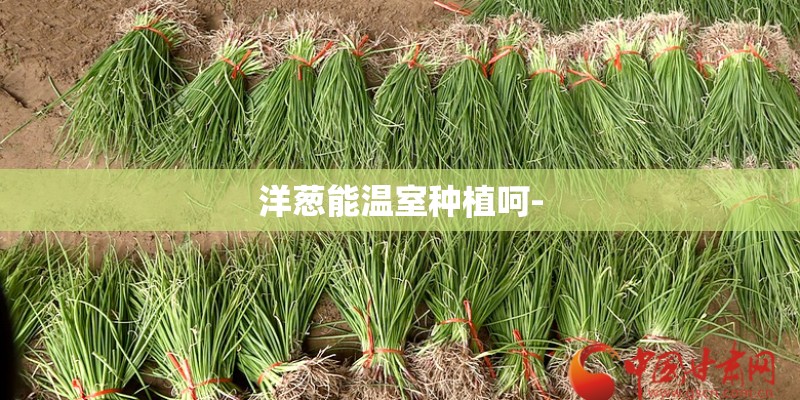 洋葱能温室种植呵-