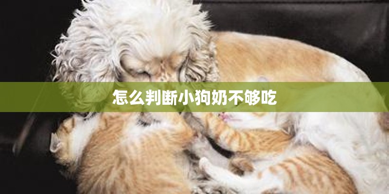 怎么判断小狗奶不够吃