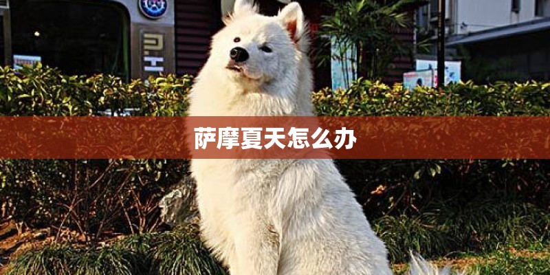 萨摩夏天怎么办 萨摩夏天怎么办