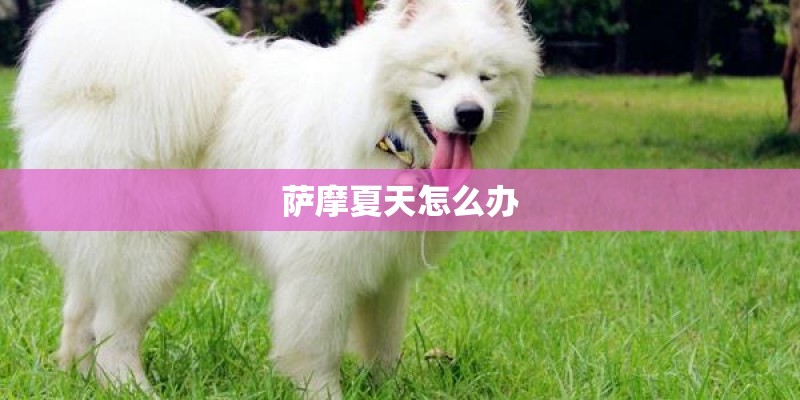 萨摩夏天怎么办 萨摩夏天怎么办