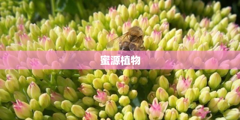 蜜源植物