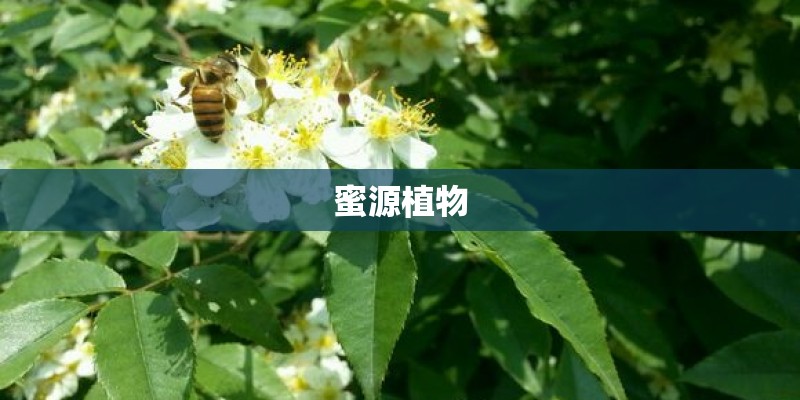 蜜源植物
