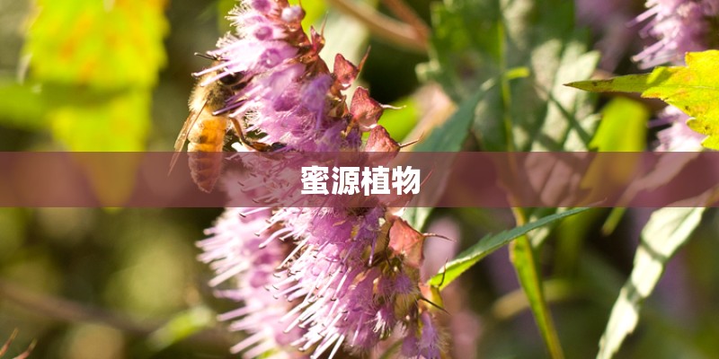 蜜源植物