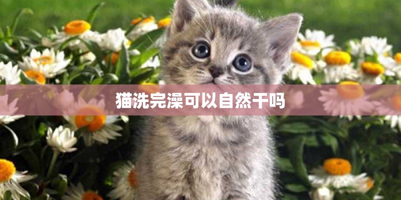 猫洗完澡可以自然干吗 猫洗完澡可以自然干吗
