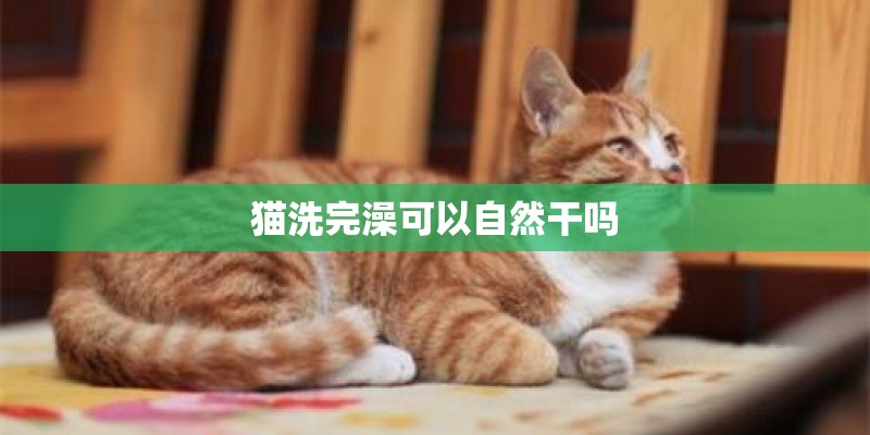 猫洗完澡可以自然干吗 猫洗完澡可以自然干吗