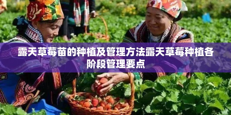 露天草莓苗的种植及管理方法露天草莓种植各阶段管理要点