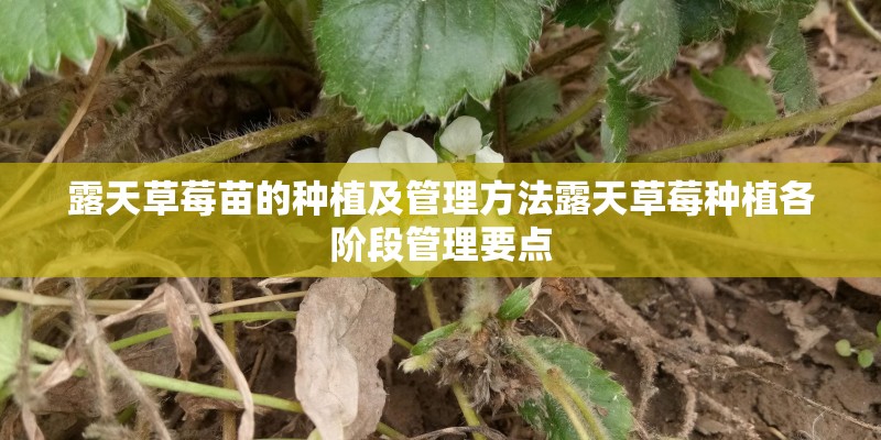露天草莓苗的种植及管理方法露天草莓种植各阶段管理要点 露天草莓苗的种植及管理方法露天草莓种植各阶段管理要点