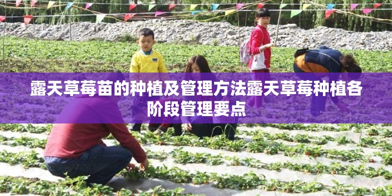 露天草莓苗的种植及管理方法露天草莓种植各阶段管理要点 露天草莓苗的种植及管理方法露天草莓种植各阶段管理要点