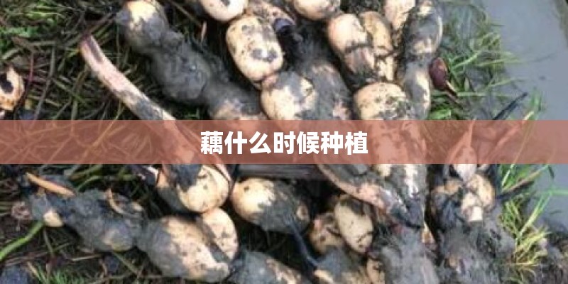 藕什么时候种植