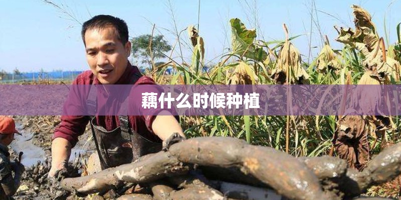 藕什么时候种植