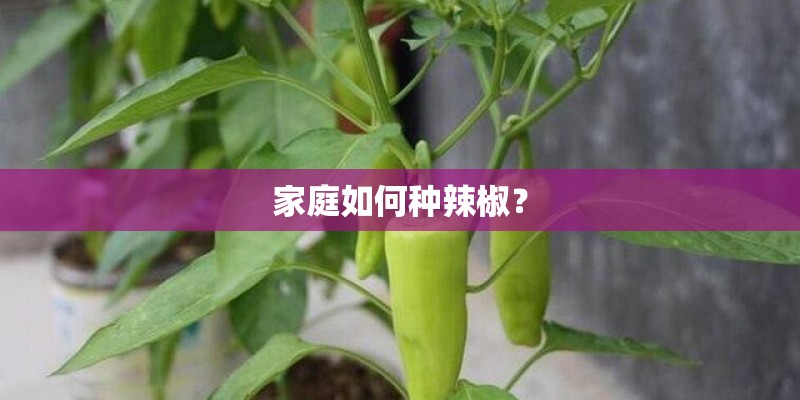 家庭如何种辣椒? 家庭如何种辣椒?