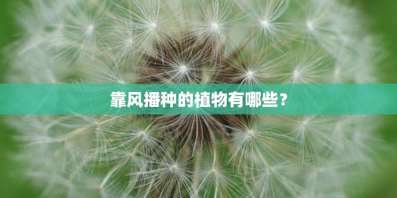 靠风播种的植物有哪些? 靠风播种的植物有哪些?