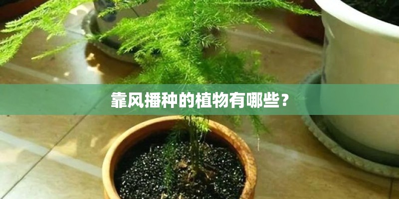 靠风播种的植物有哪些? 靠风播种的植物有哪些?