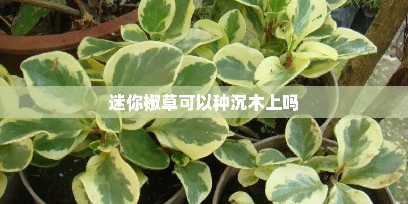 迷你椒草可以种沉木上吗 迷你椒草可以种沉木上吗