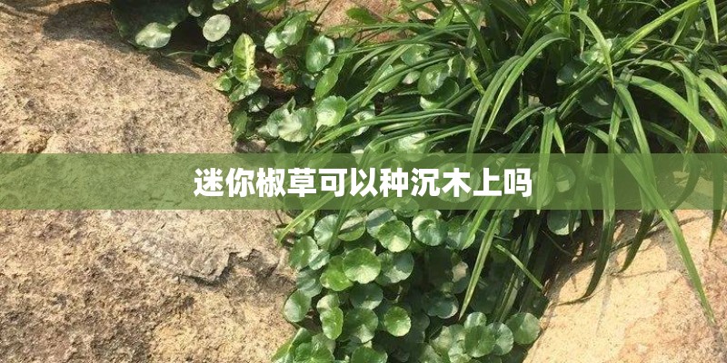 迷你椒草可以种沉木上吗 迷你椒草可以种沉木上吗