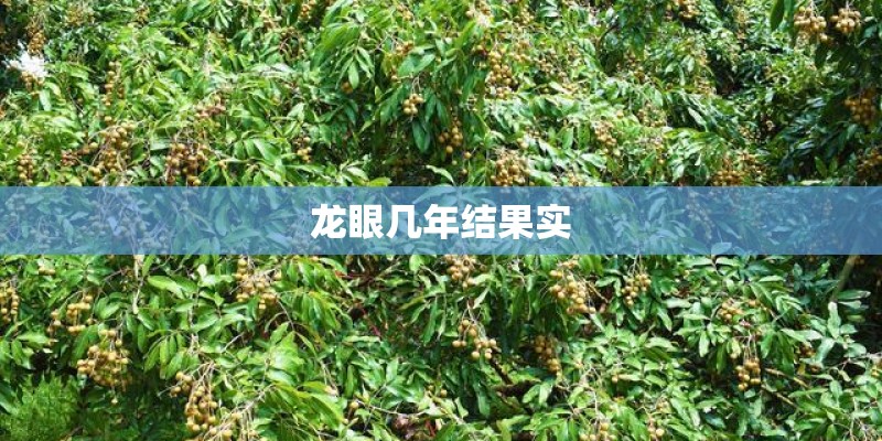 龙眼几年结果实 龙眼几年结果实