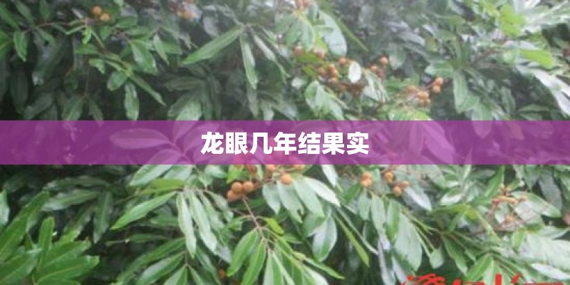 龙眼几年结果实 龙眼几年结果实