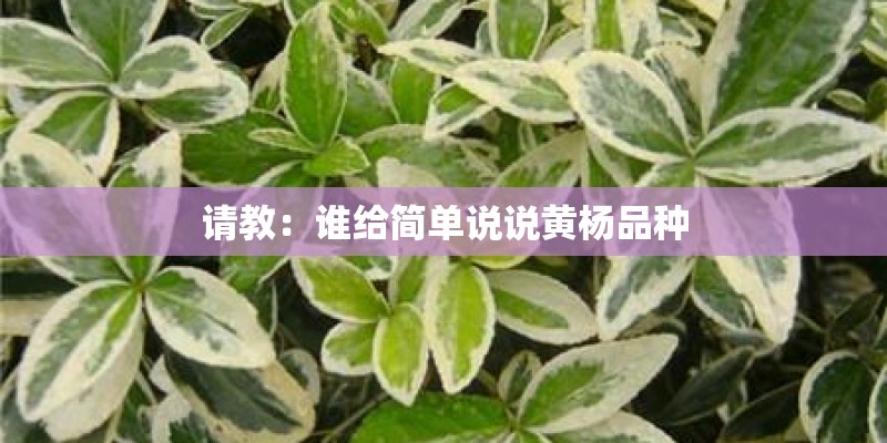 请教:谁给简单说说黄杨品种 请教:谁给简单说说黄杨品种