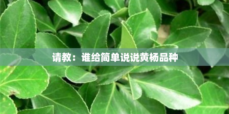 请教：谁给简单说说黄杨品种