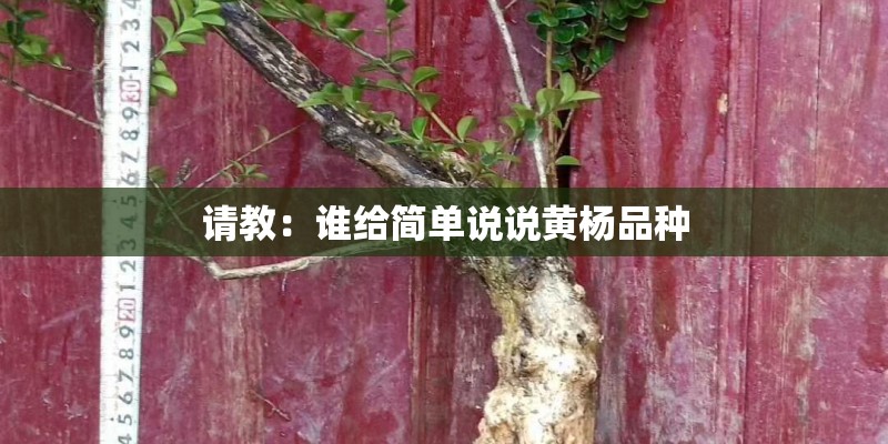 请教:谁给简单说说黄杨品种 请教:谁给简单说说黄杨品种