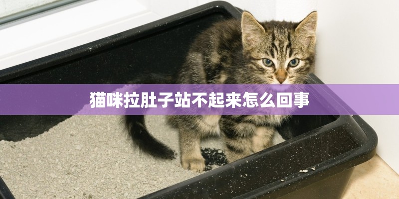 猫咪拉肚子站不起来怎么回事