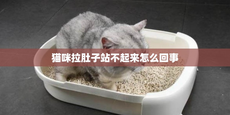 猫咪拉肚子站不起来怎么回事 猫咪拉肚子站不起来怎么回事