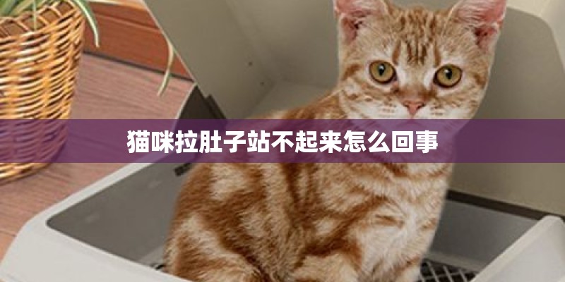 猫咪拉肚子站不起来怎么回事 猫咪拉肚子站不起来怎么回事