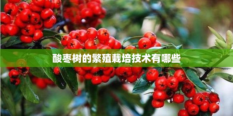 酸枣树的繁殖栽培技术有哪些