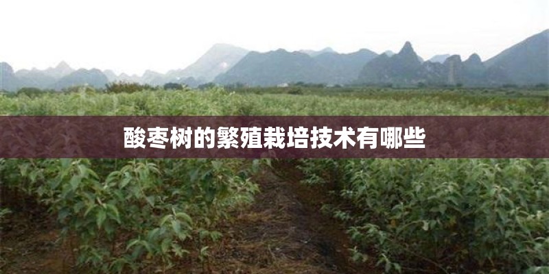 酸枣树的繁殖栽培技术有哪些